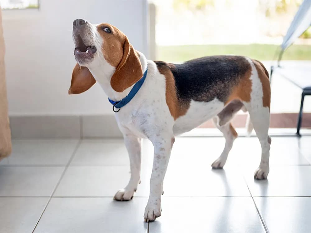 beagle dog barking in house