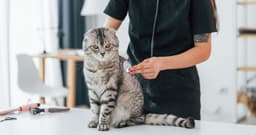 Do House Cats Need to be Vaccinated?