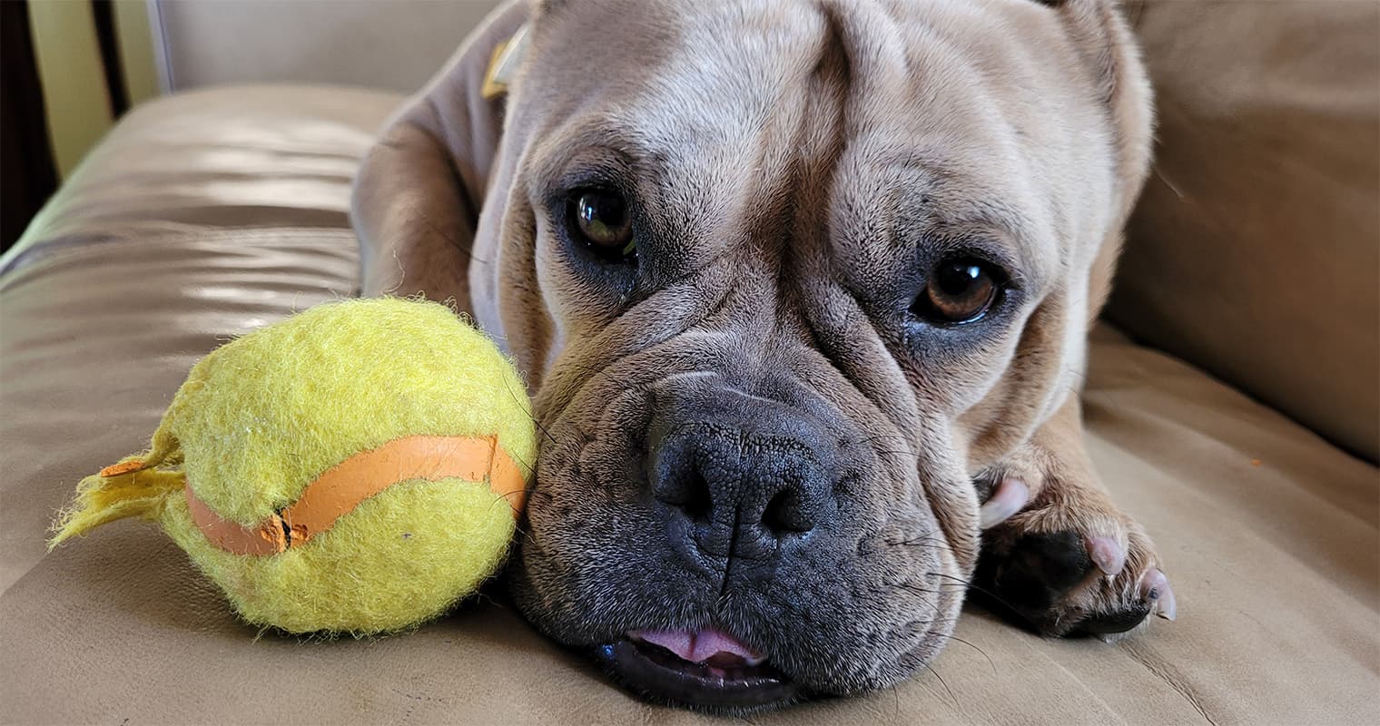 How One Senior Dog Finally Found Home