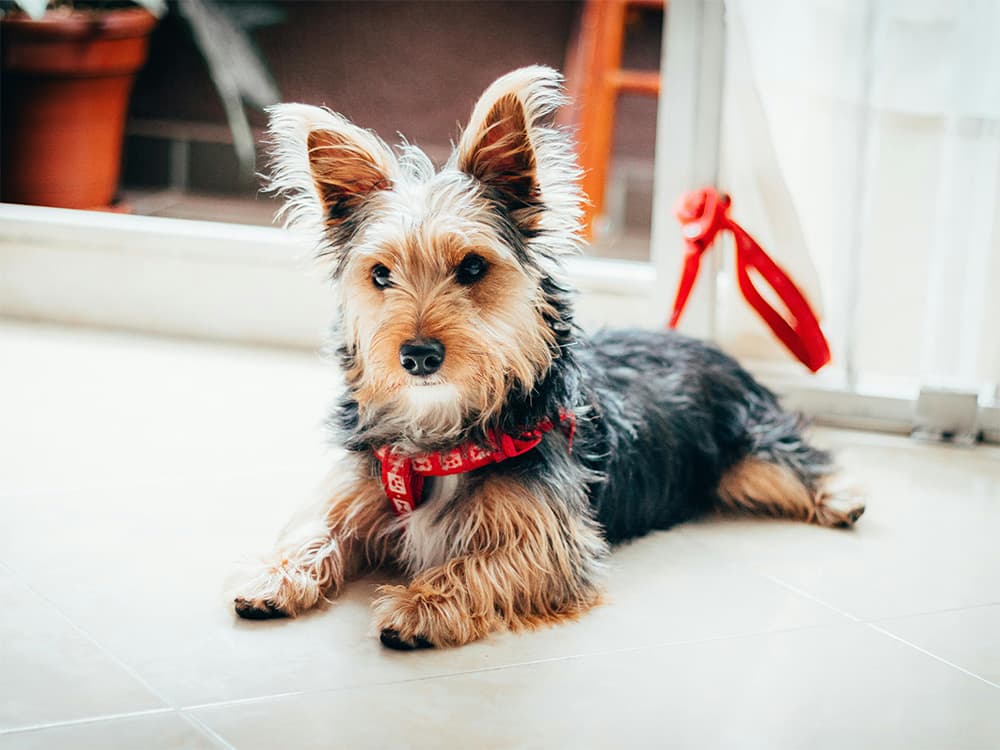 yorkie on a leash