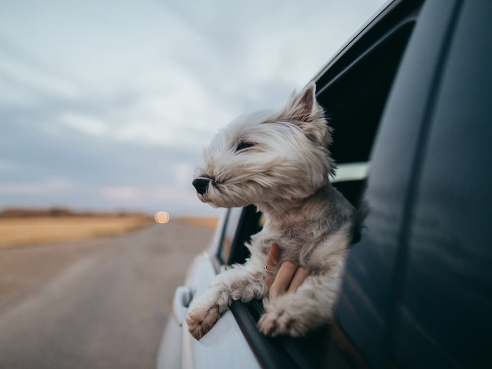 78 Percent of People Use Their Pet to Get Out of Plans