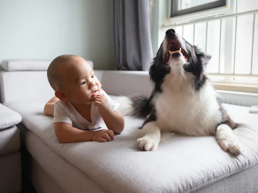 baby and dog