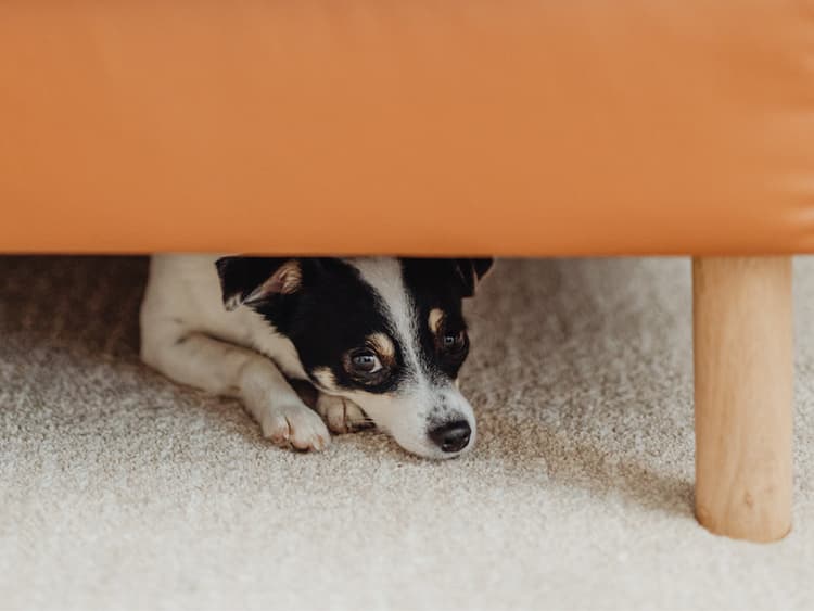 Noise Sensitivity and Pain in Dogs
