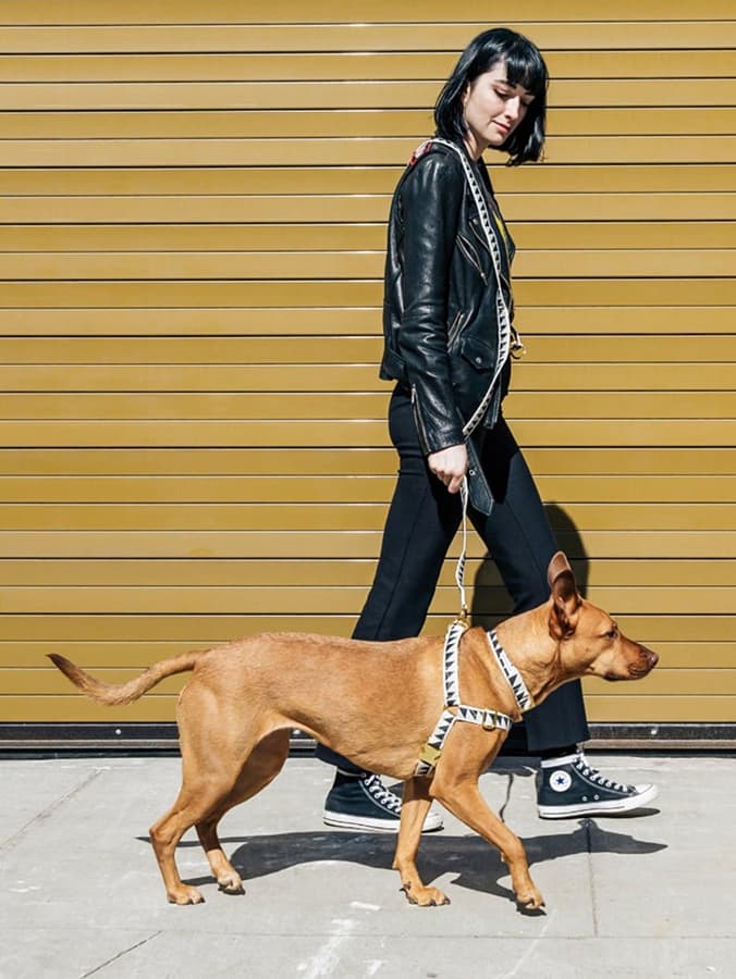 How to Choose the Right Dog Harness for Your Pup