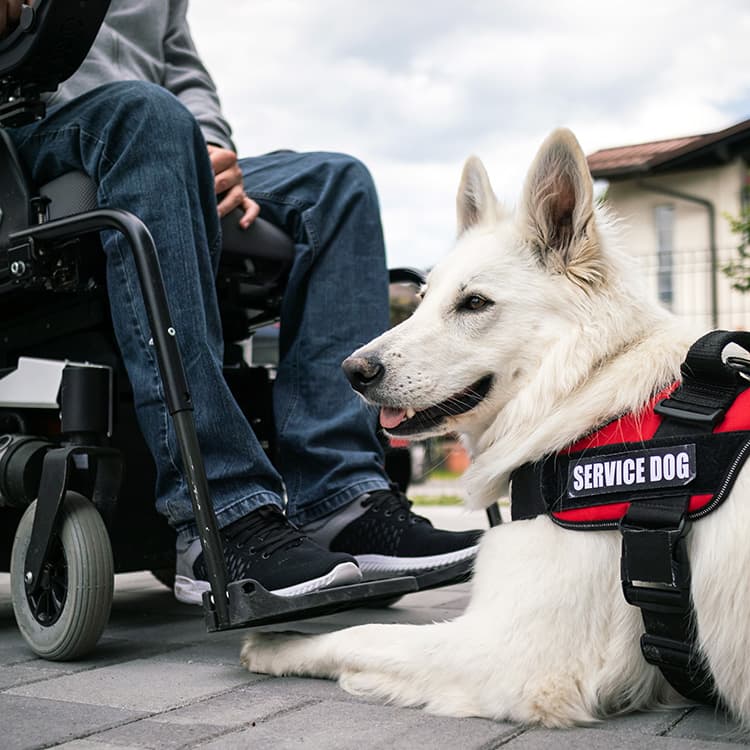 Types of Service Dogs: A Complete Guide