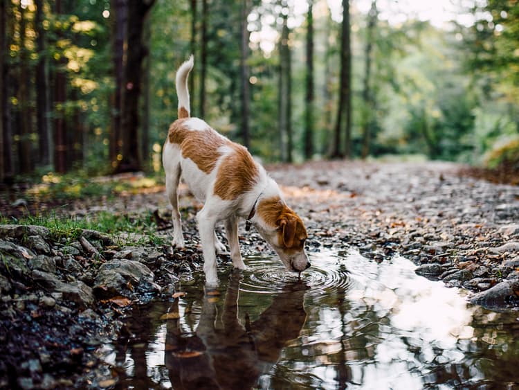 Vets Issue A Warning After Two Dogs In Missouri Pass Away From Leptospirosis