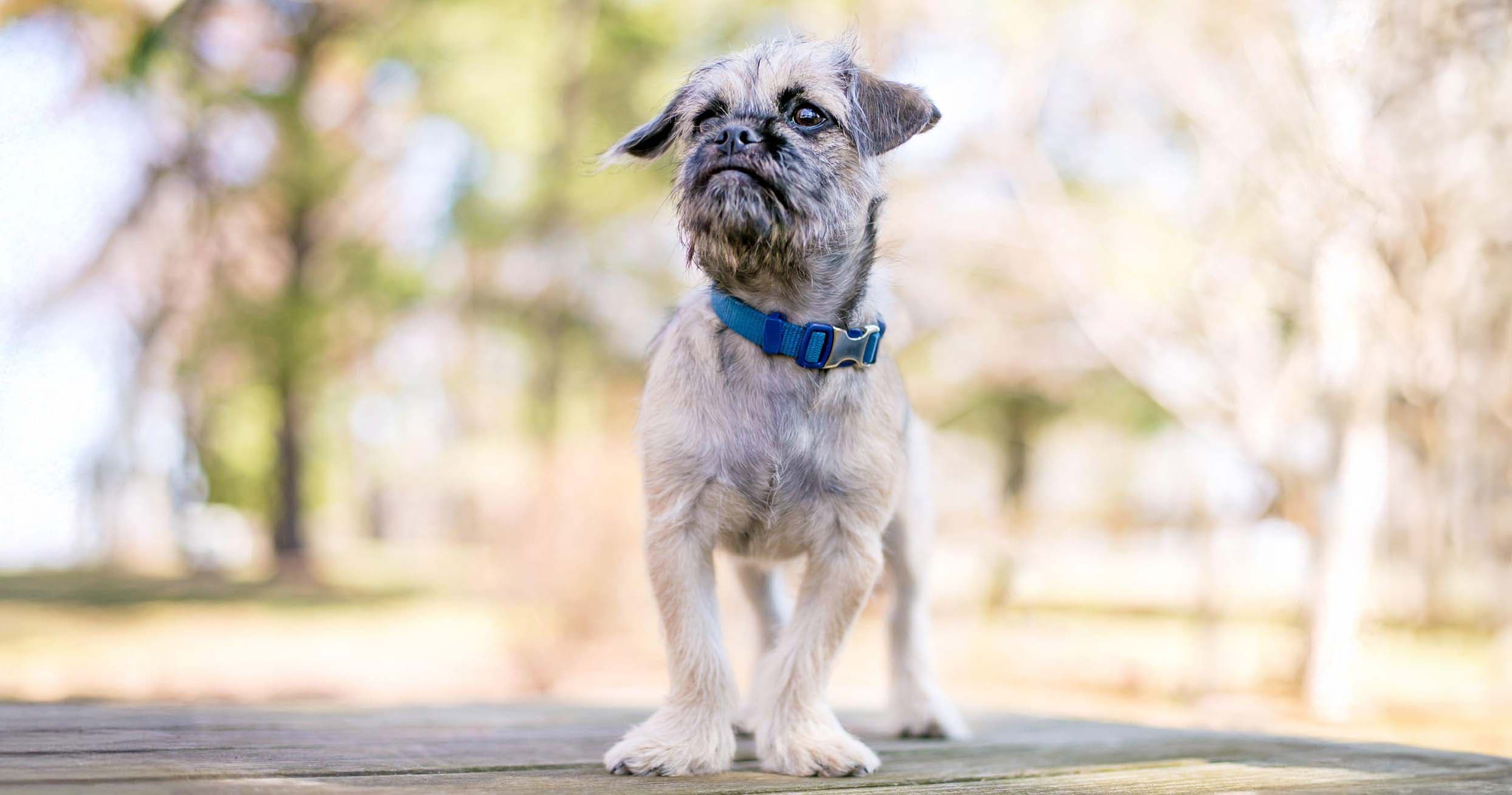 Pugshire: What to Know Before Adopting