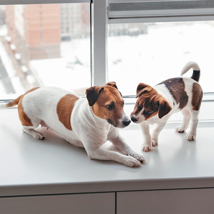 How to Introduce a New Dog to a Jealous Dog
