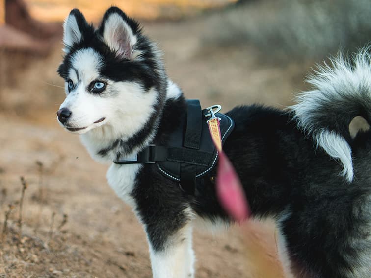 pomsky