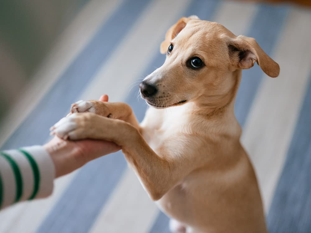 Close Up Photo Of Woman Hand Holding Dog Paw At Home