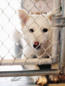 Healthy Pets Are Being Euthanized in LA Shelters for “Bogus” Reasons