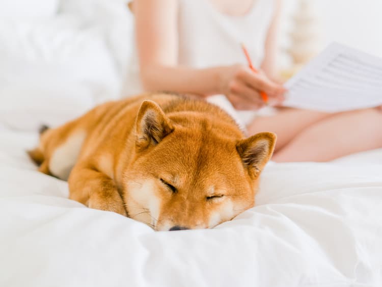 My Dog Sleeps All Day—Is That Normal?