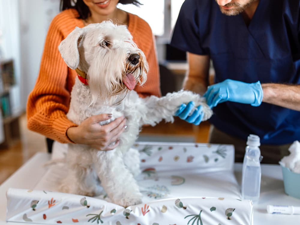 A New Vaccine May Be Able to Reduce the Risk of Cancer in Dogs