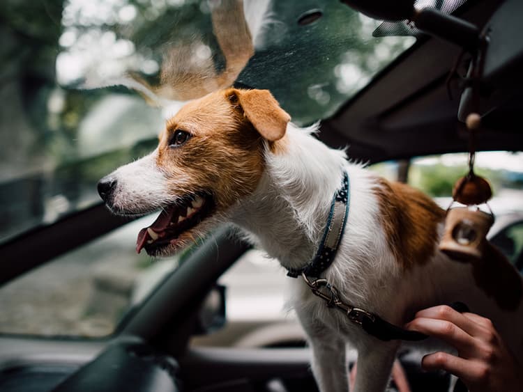 More States Should Definitely Have Dog Seat Belt Laws