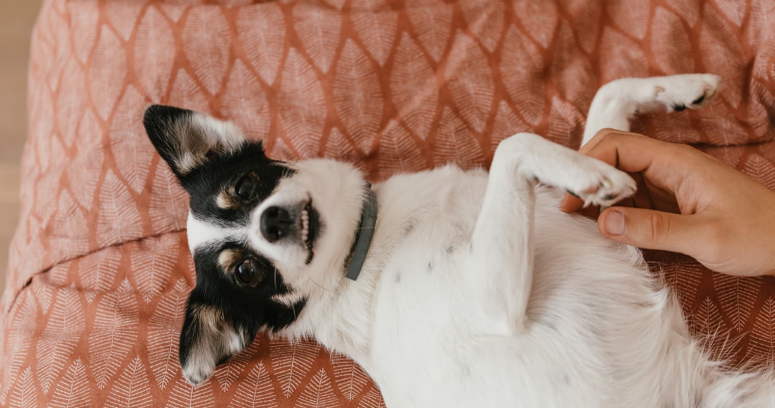 What Foods Calm Dogs Down?