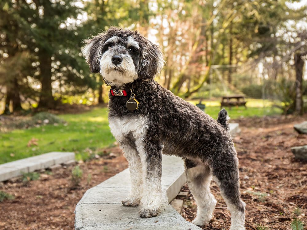 schnoodle at park