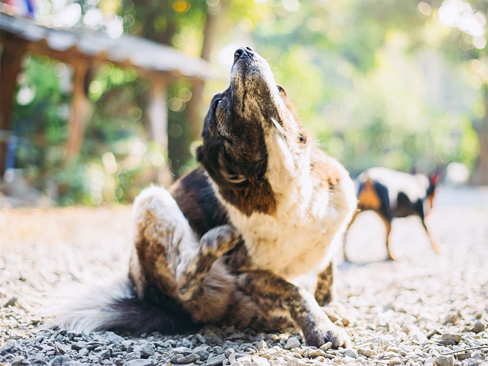 itchy dog with fleas
