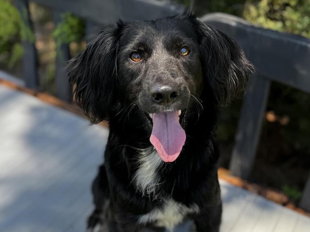 Cocker Spaniel mix