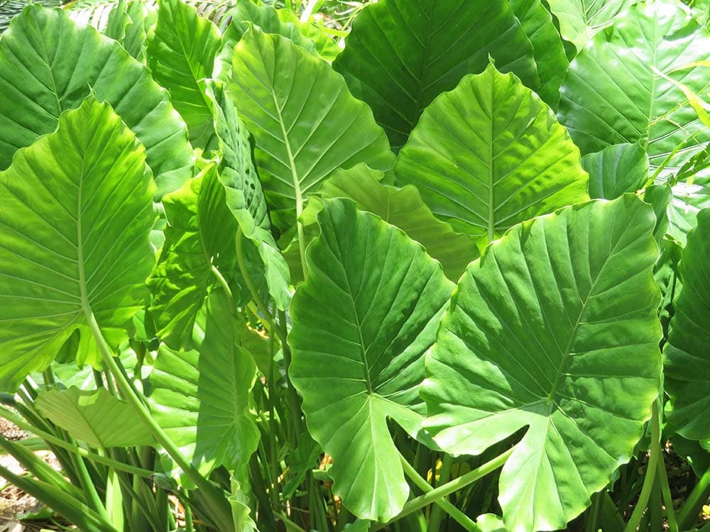 Elephant ear plant