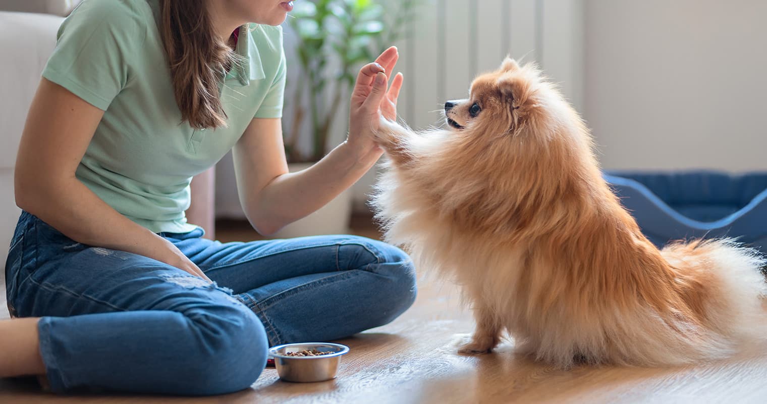 Sit, Stay, Slay: Simple Adjustments That Make Dog Training Click