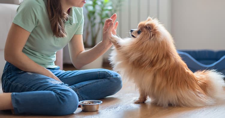 Sit, Stay, Slay: Simple Adjustments That Make Dog Training Click
