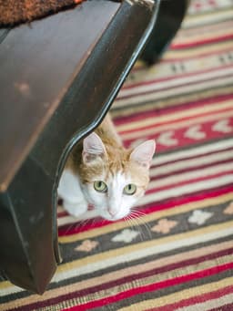 6 Reasons Why Your Cat Is Pooping on Your Carpet, and What to Do About It