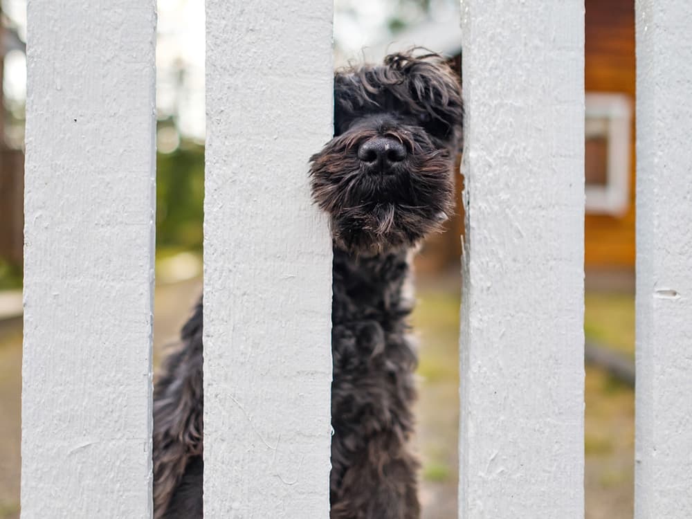a Miniature Schnauzer behind a fence