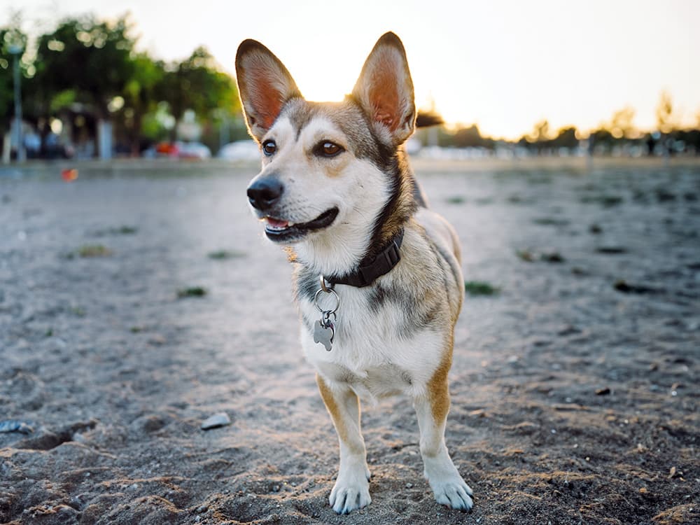 Horgi husky/corgi on rocky beach