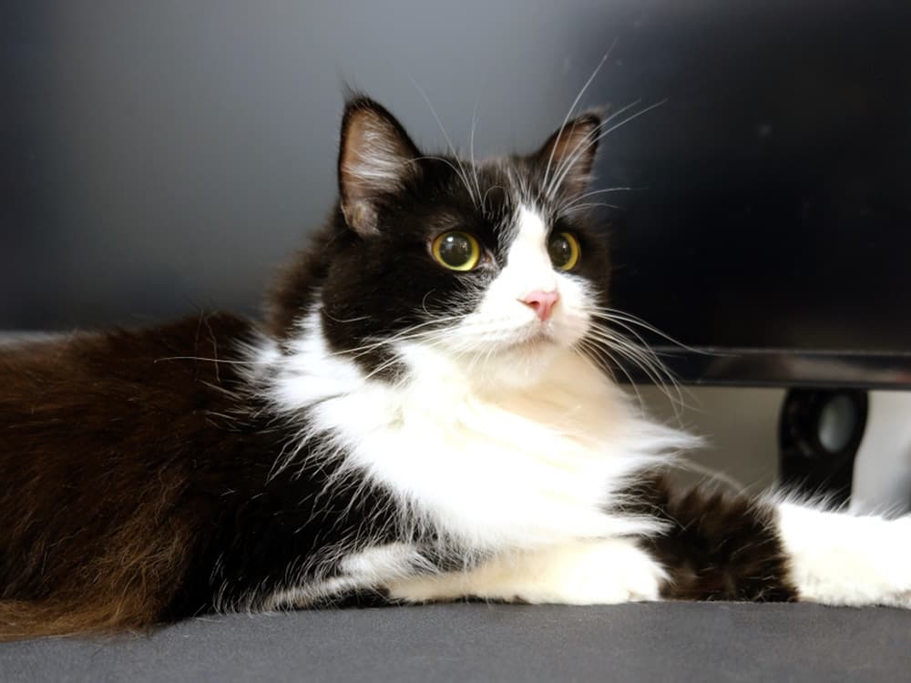 Ragamuffin cat