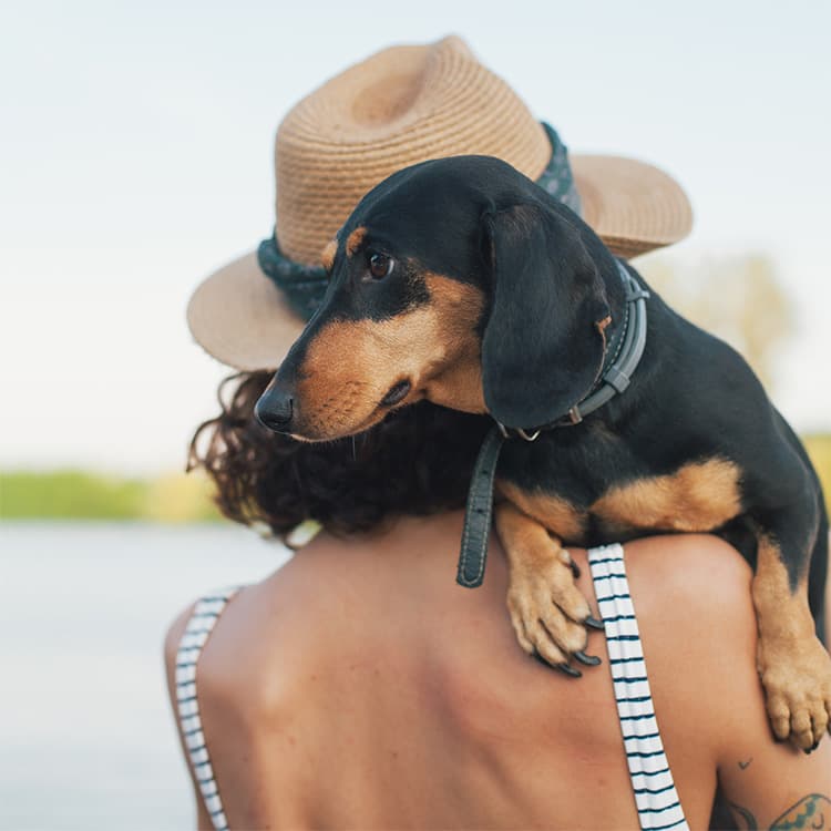 Your Complete Guide to Hound Dog Breeds