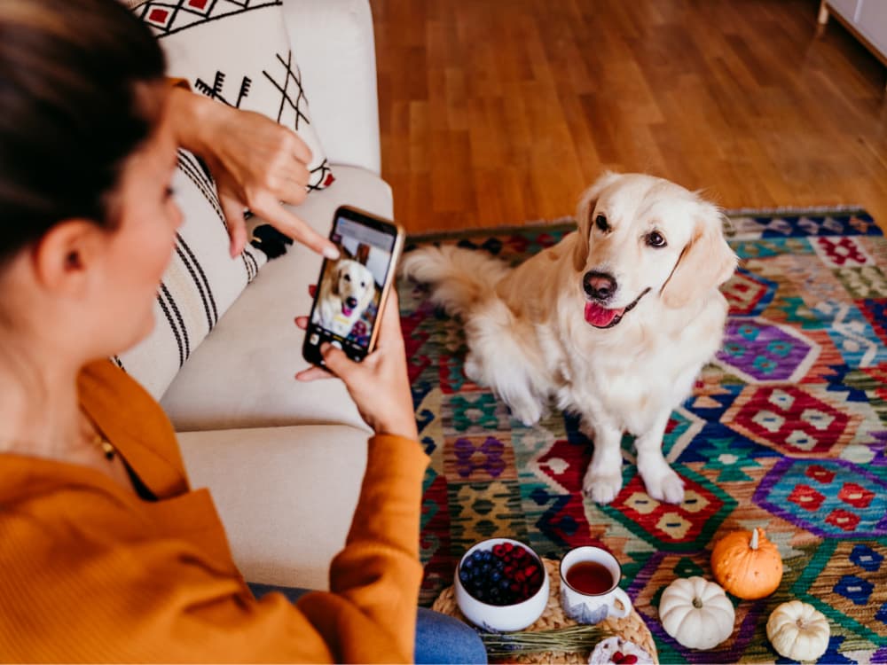 11 TikTok Challenges For Restless Dogs