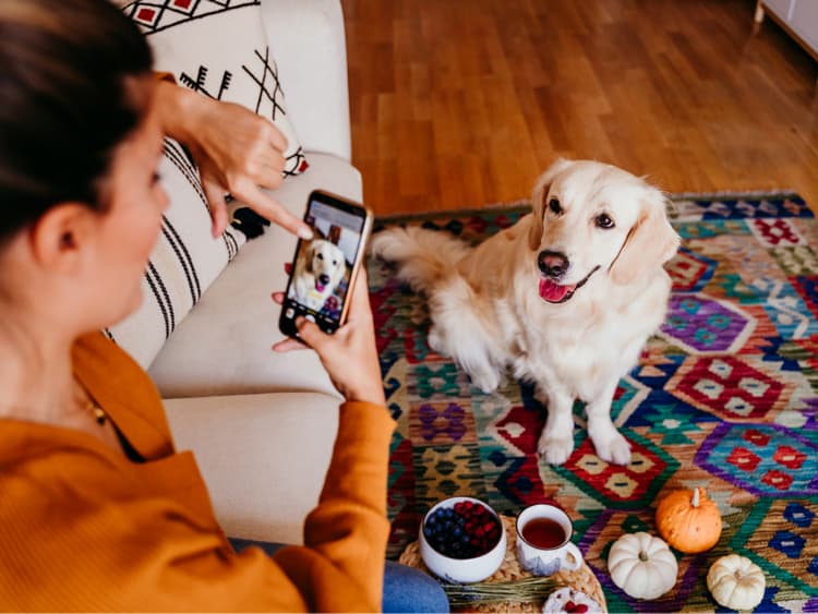 11 TikTok Challenges For Restless Dogs