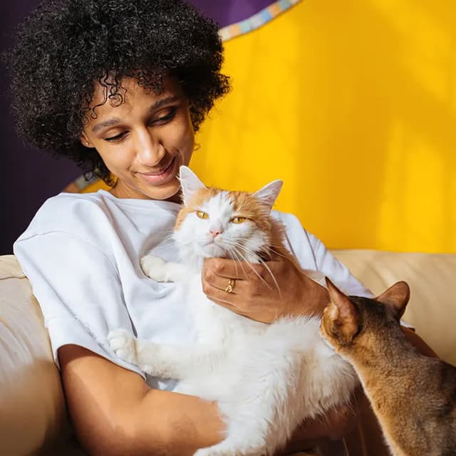 healthy rescued cats
