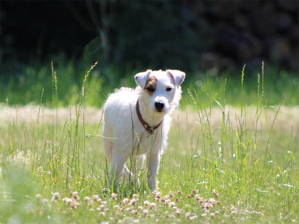 Jack Russell or Parson Russell dog in grass