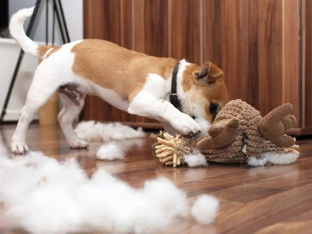 dog destroying toy