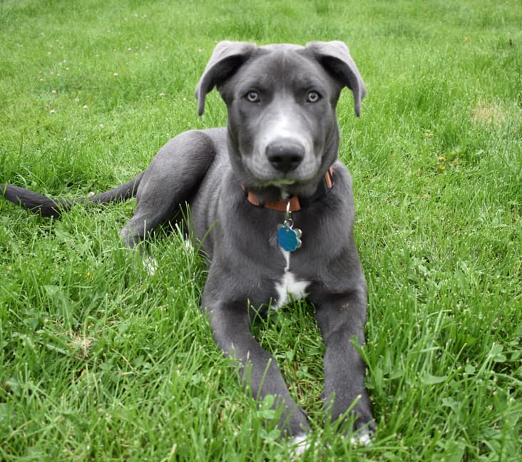 A purebred Blue Lacey dog laying in the grass.