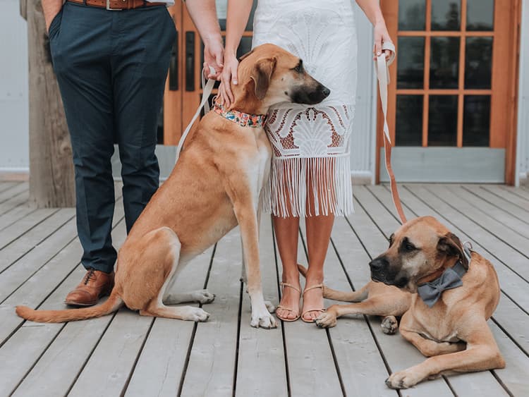 11 Tips For Including Your Dog In Your Wedding