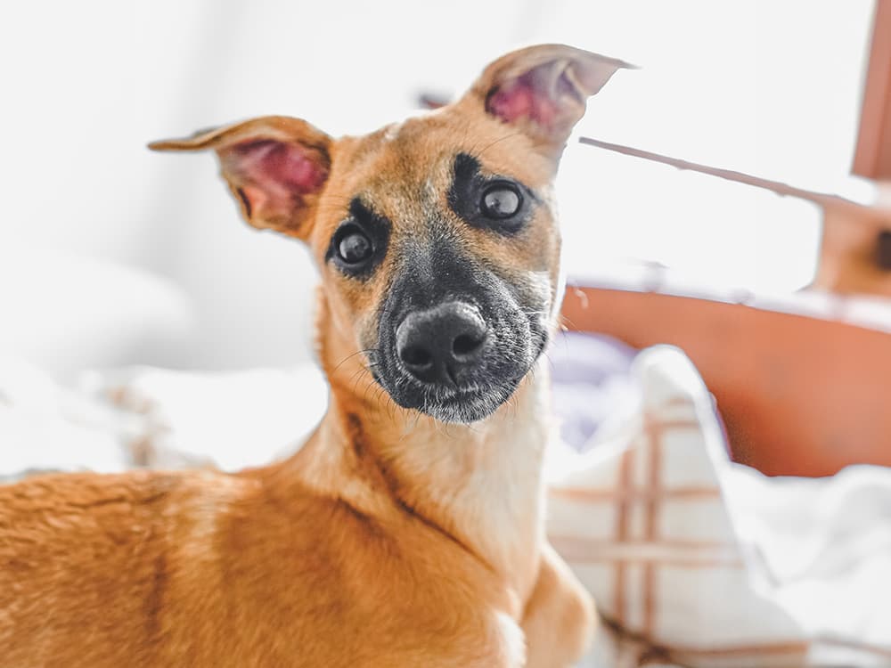 Rescue Dog
