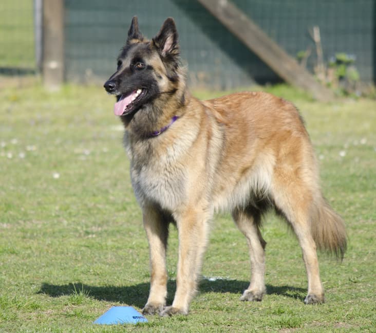 A purebred Belgian Tervuren dog standing in the grass.