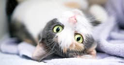 What’s a Dilute, Muted Calico Cat?