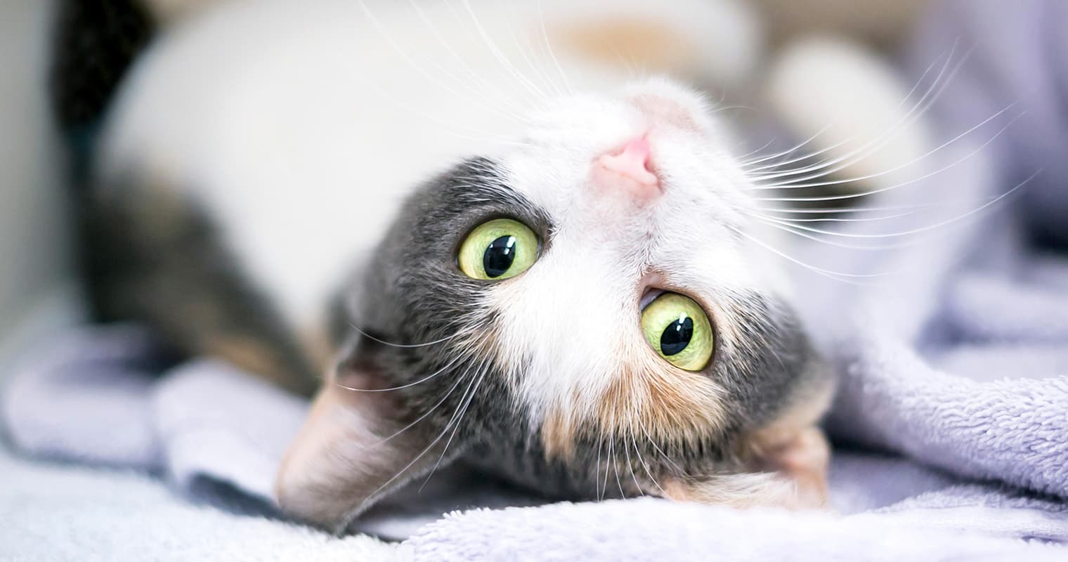 What’s a Dilute, Muted Calico Cat?