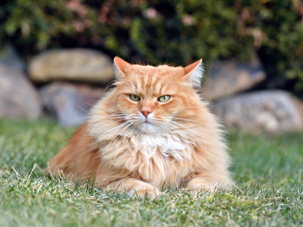 Siberian cat