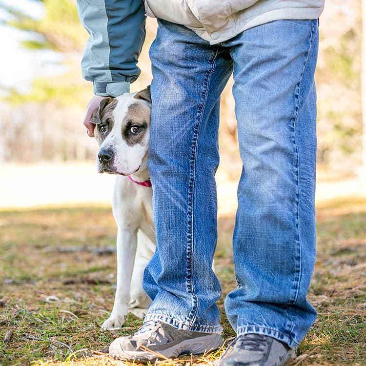 8 Things You Need to Know If You Have a Shy Dog