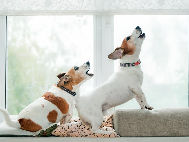Why Do Dogs Copy Other Dogs? The Truth Behind ‘Allelomimetic Behavior’