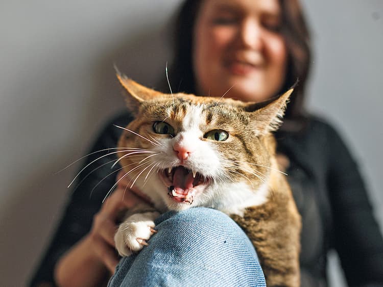 What Is ‘Caterwauling’—and Why Do Cats Do It?
