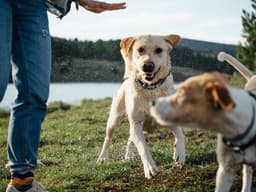 My Dog Is Misbehaving. What Should I Do?