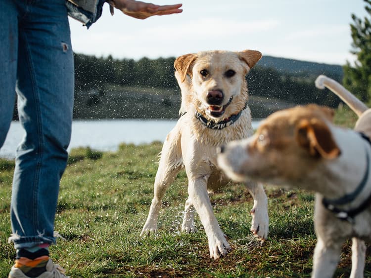 My Dog Is Misbehaving. What Should I Do?