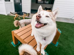 Working Pet Parent? Doggie Daycare to the Rescue!