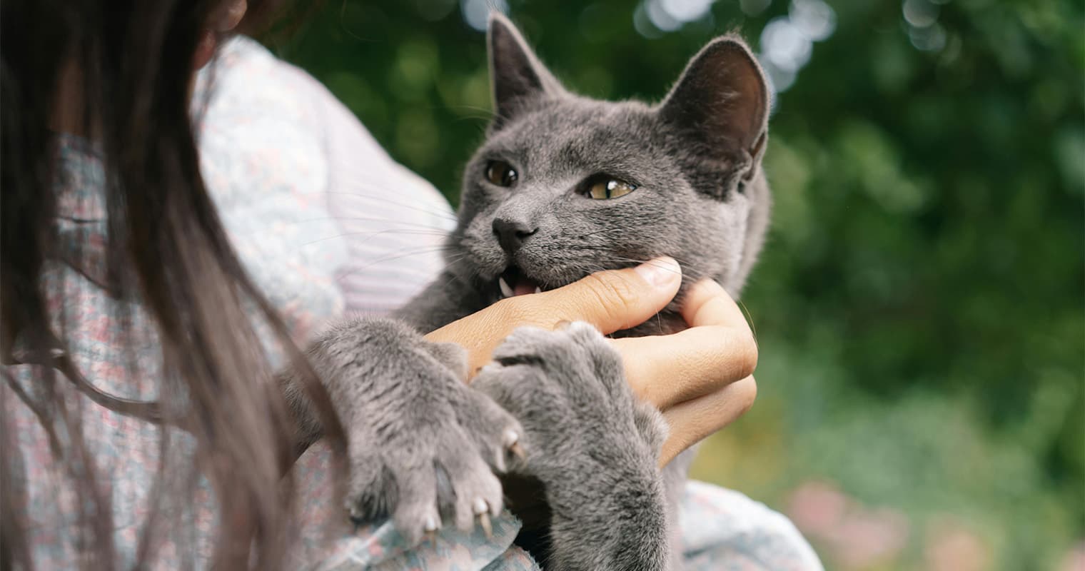 How to Get a Cat to Like You (and Eventually Love You)