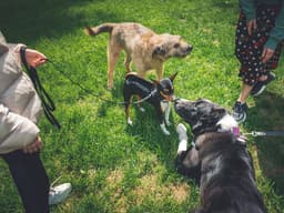 How Do I Get My Shy Dog To Socialize?